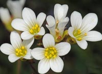 Saxifraga granulata