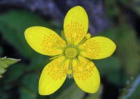 Saxifraga hirculus