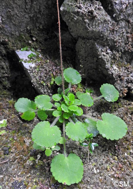 Saxifraga hirsuta = Saxifraga hirsuta subsp. hirsuta