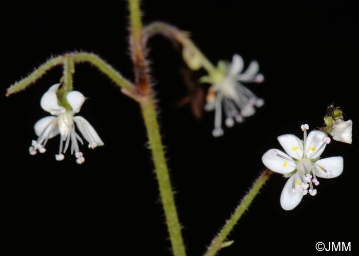 Saxifraga hirsuta = Saxifraga hirsuta subsp. hirsuta