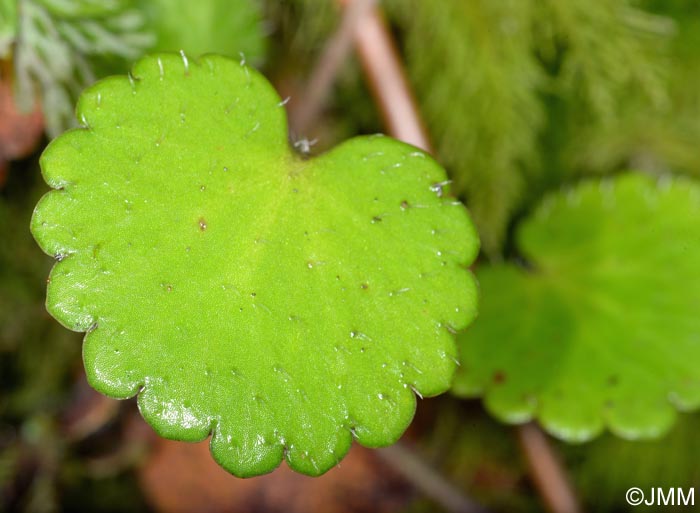 Saxifraga hirsuta = Saxifraga hirsuta subsp. hirsuta