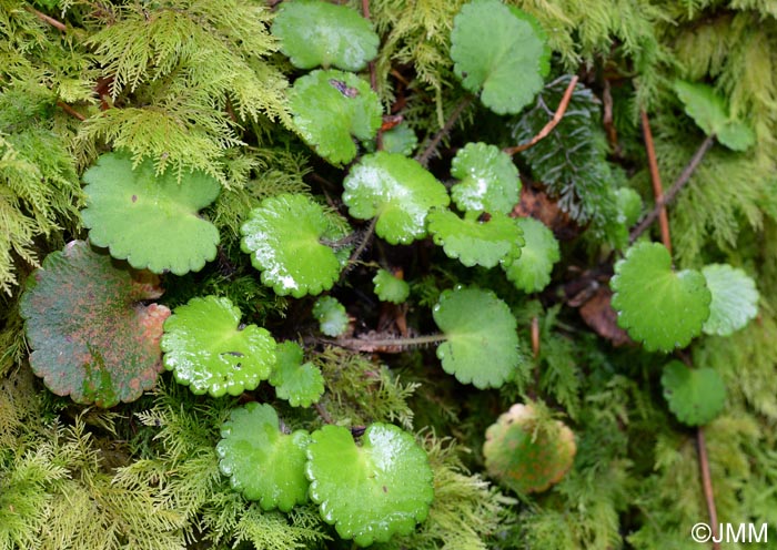 Saxifraga hirsuta = Saxifraga hirsuta subsp. hirsuta