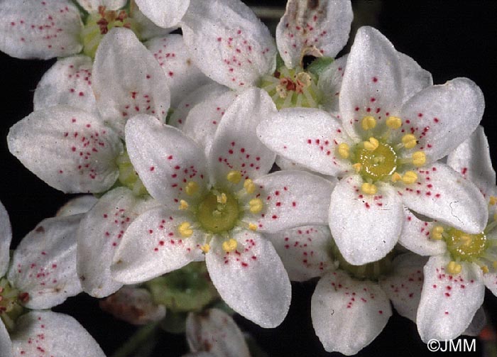 Saxifraga hostii subsp. rhaetica