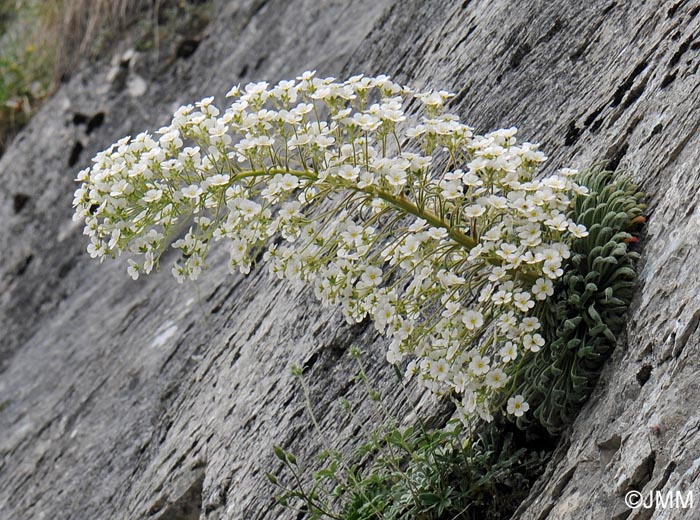 Saxifraga longifolia