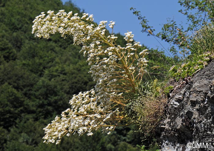 Saxifraga longifolia