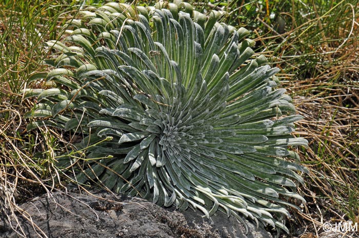 Saxifraga longifolia