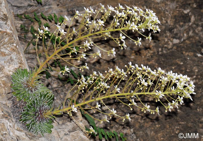 Saxifraga longifolia