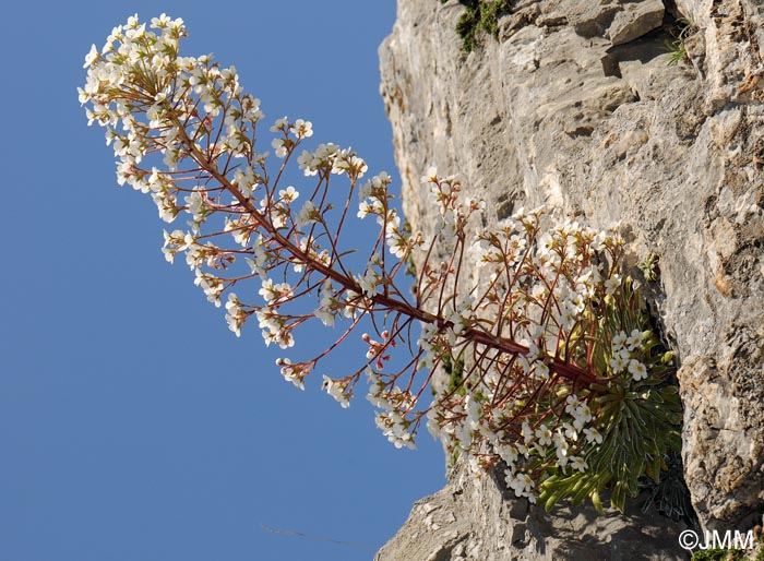 Saxifraga longifolia