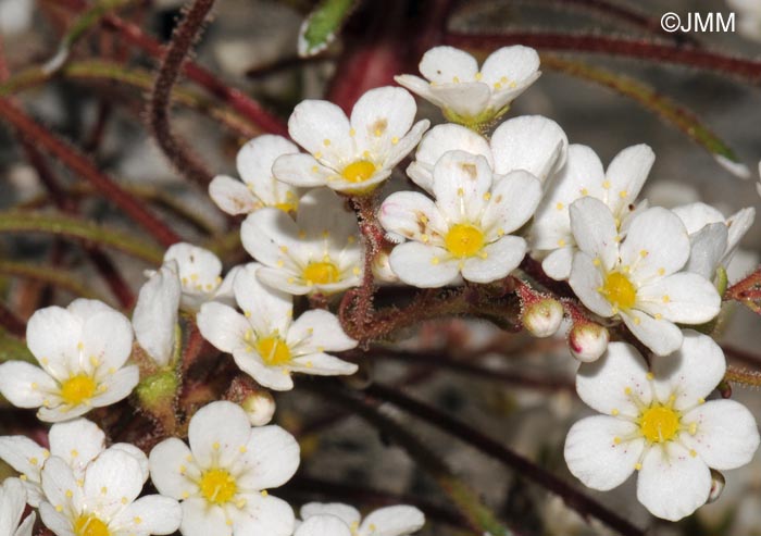 Saxifraga longifolia