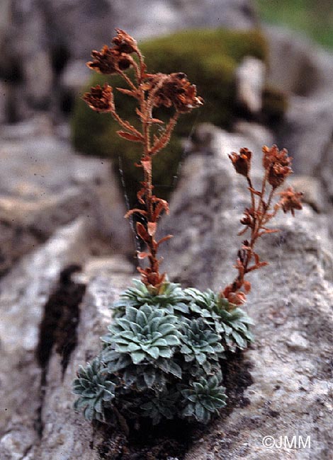 Saxifraga media