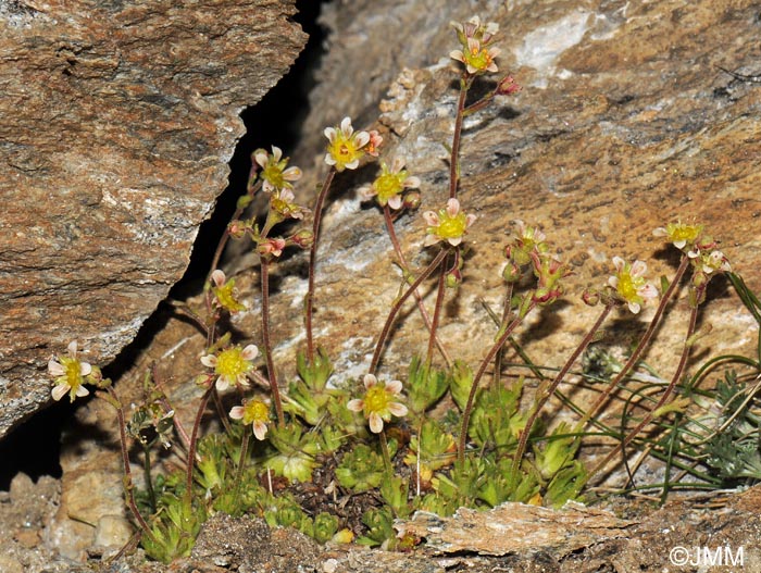 Saxifraga exarata subsp. moschata