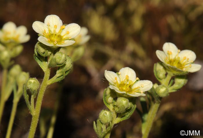 Saxifraga moschata