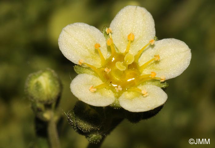 Saxifraga moschata