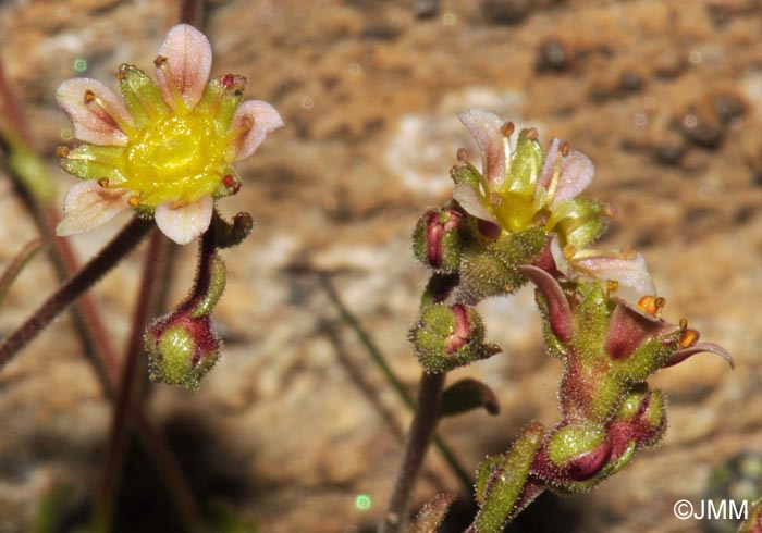 Saxifraga exarata subsp. moschata