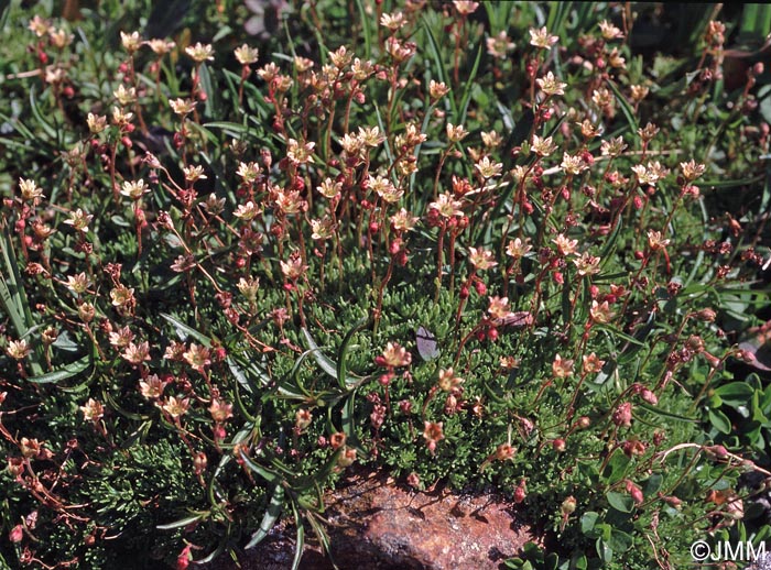 Saxifraga exarata subsp. moschata