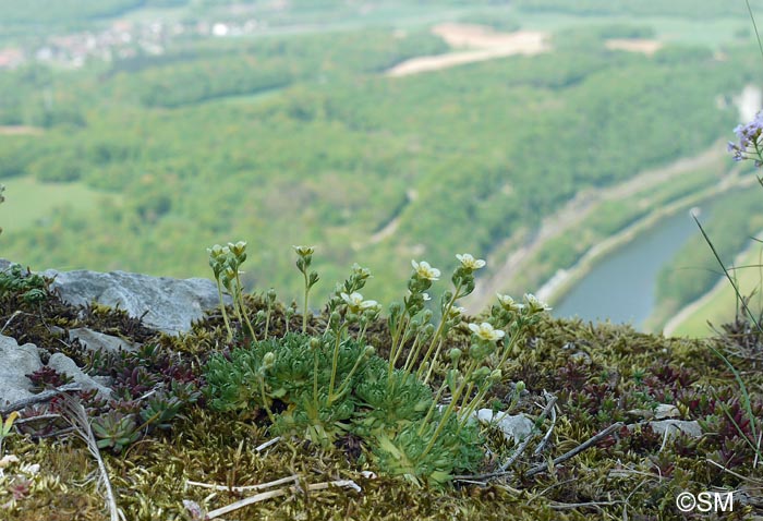 Saxifraga moschata