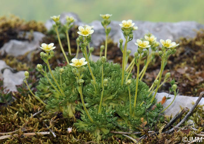 Saxifraga moschata