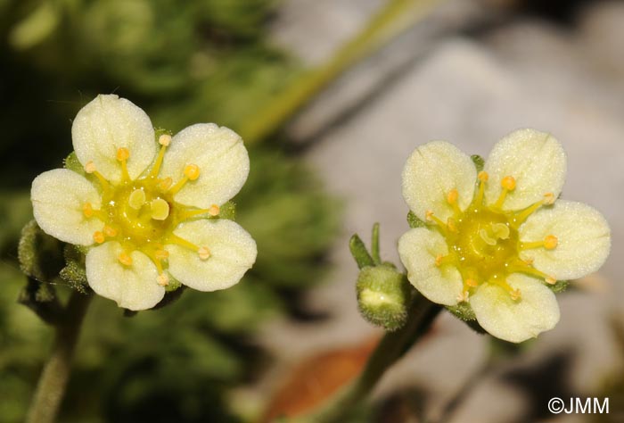 Saxifraga moschata