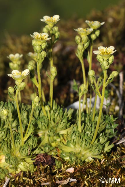 Saxifraga moschata