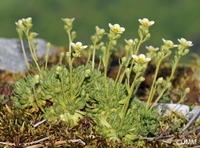 Saxifraga moschata