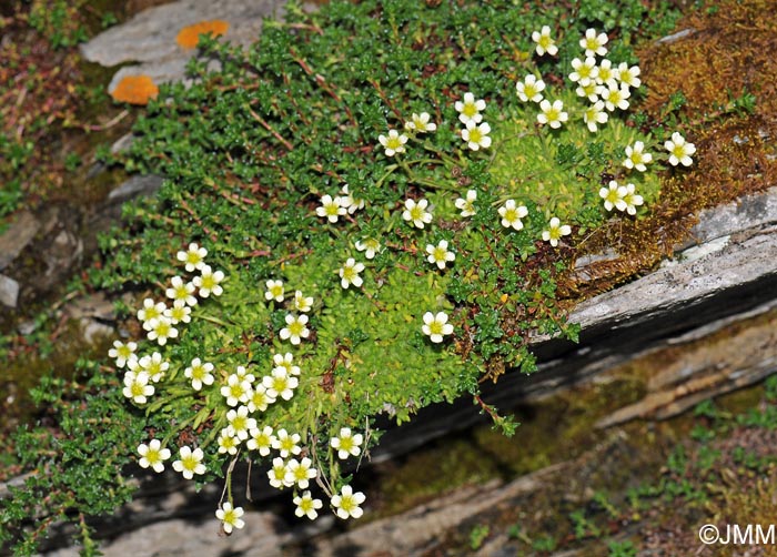 Saxifraga muscoides