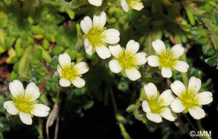 Saxifraga muscoides