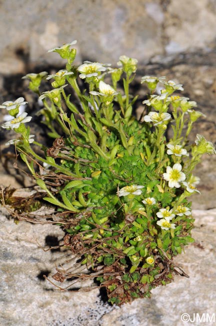 Saxifraga muscoides