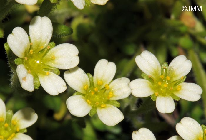 Saxifraga muscoides