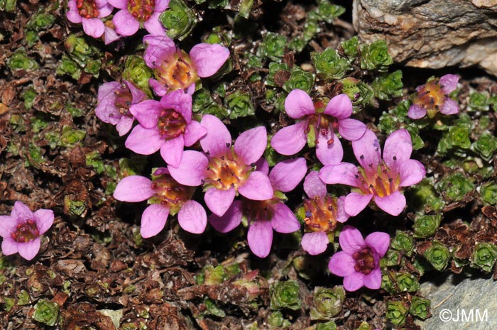 Saxifraga oppositifolia subsp. oppositifolia