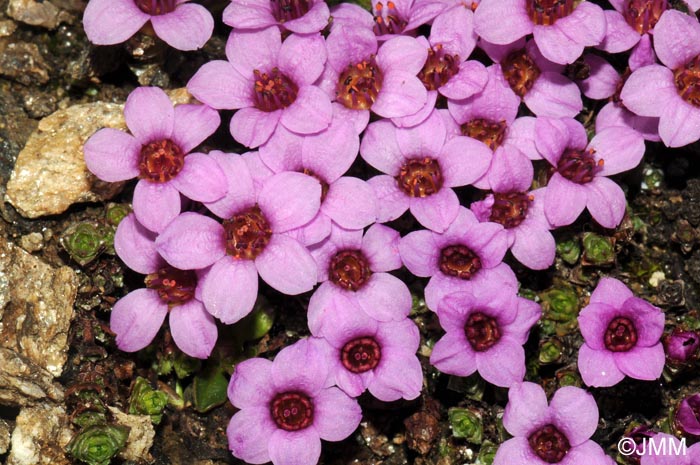 Saxifraga oppositifolia subsp. oppositifolia