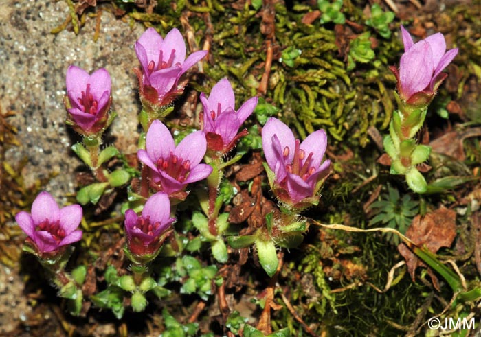 Saxifraga oppositifolia subsp. oppositifolia