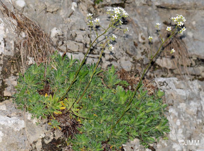 Saxifraga paniculata