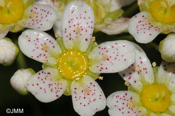 Saxifraga paniculata