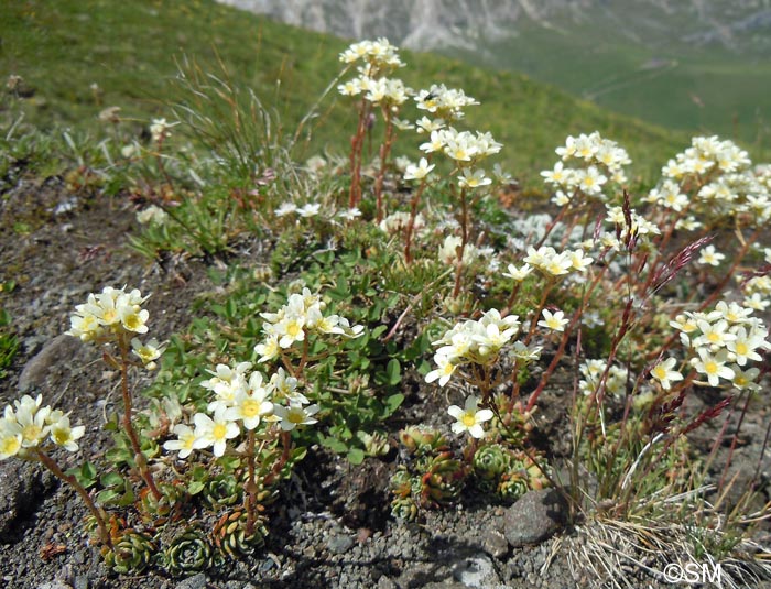 Saxifraga paniculata