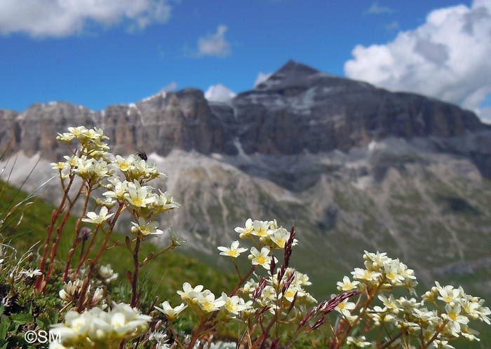 Saxifraga paniculata