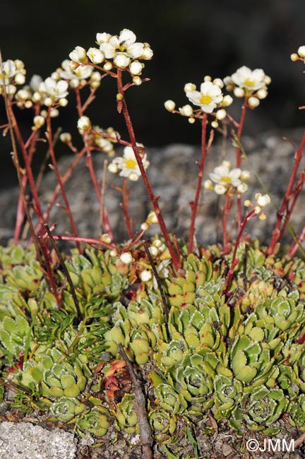 Saxifraga paniculata