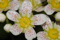 Saxifraga paniculata