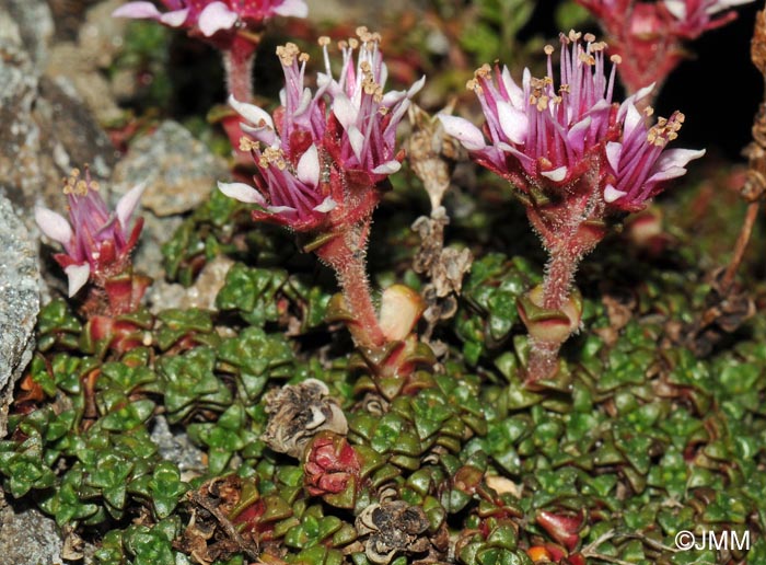 Saxifraga retusa subsp. retusa