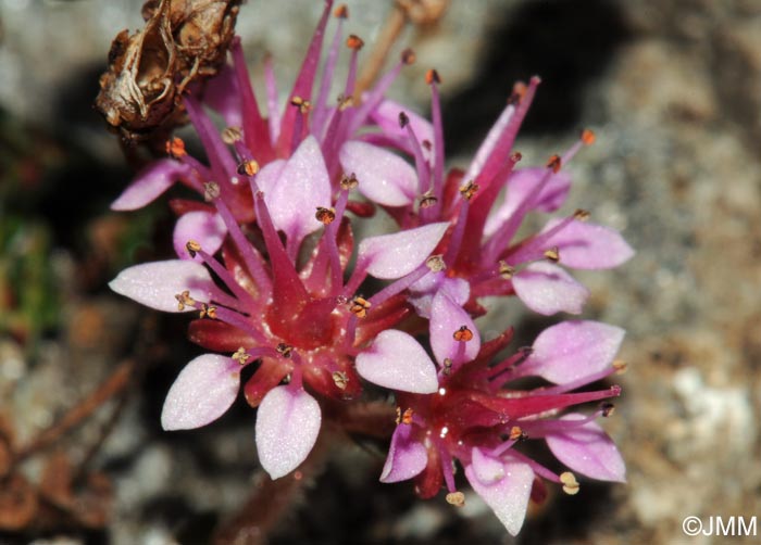 Saxifraga retusa subsp. retusa
