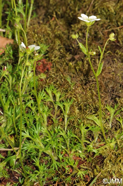 Saxifraga rosacea subsp. rosacea