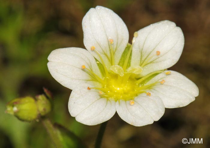 Saxifraga rosacea subsp. rosacea