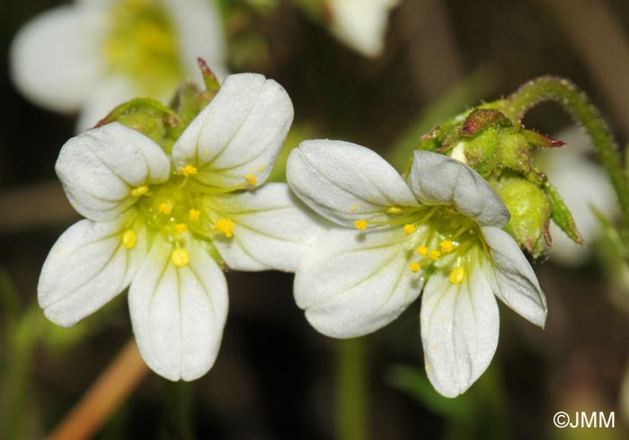 Saxifraga rosacea subsp. rosacea