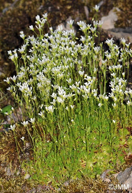 Saxifraga rosacea subsp. rosacea