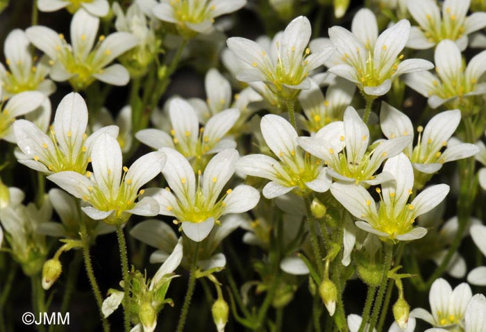 Saxifraga rosacea subsp. rosacea