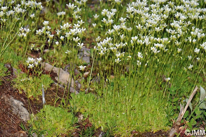 Saxifraga rosacea subsp. rosacea