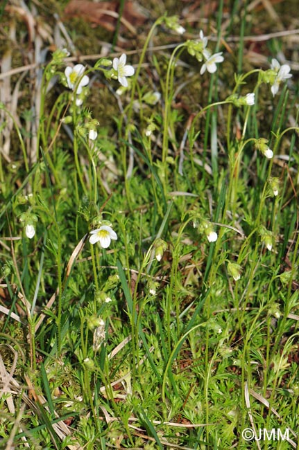 Saxifraga rosacea subsp. rosacea