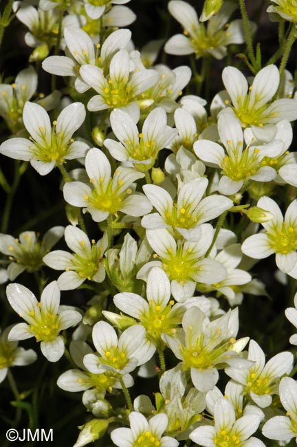 Saxifraga rosacea subsp. rosacea