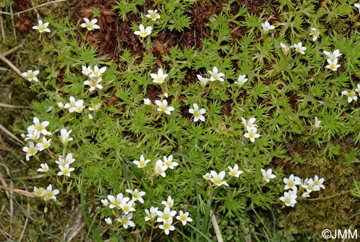 Saxifraga rosacea subsp. sponhemica