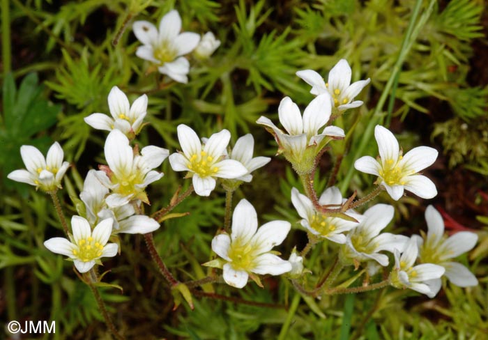 Saxifraga rosacea subsp. sponhemica