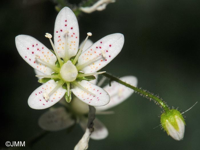 Saxifraga rotundifolia